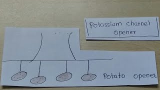 Potassium channel opener picnemonic [upl. by Daraj]