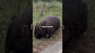 Why Do Wombats Poop Cubes The Fascinating Secret Revealed [upl. by Midas]