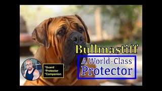 Bullmastiff quotProtection amp Guard Dog breed information [upl. by Llehcor]