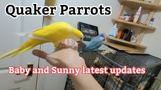 Quaker parrot talking  Quaker Parrot sounds  Monkparakeets [upl. by Alrrats613]