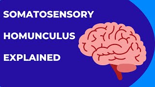 Somatosensory Homunculus Explained [upl. by Welbie769]