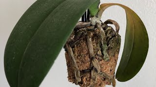 My Orchid Is Dying Phalaenopsis Orchid Rescue Repotting [upl. by Annecorinne]