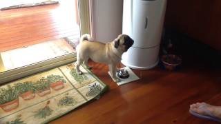 Pug Rings A Bell For Food [upl. by Carolynn]