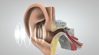 Journey of Sound to the Brain [upl. by Angi]