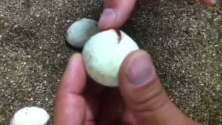 Tegu Hatching Craze [upl. by Pip]