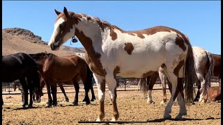 Looking at wild horses at the Palomino Valley holding facility [upl. by Wolfe]