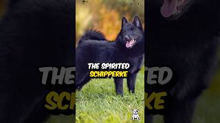 3 Fun Facts About The Schipperke Dog shorts dogfacts schipperke dogbreed [upl. by Bodi]