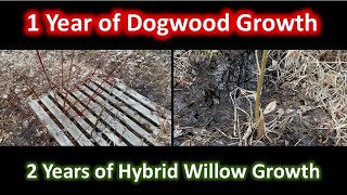 Red Osier Dogwood amp Hybrid Willow Growth 2021 [upl. by Ullyot]