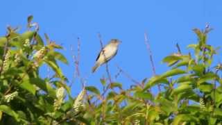 Willow Flycatcher Calling [upl. by Encratia]