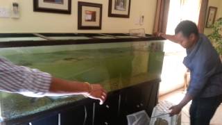 The IRIDESCENT SHARK pangasius catfish transferring for maintenance aquarium [upl. by Nnod]