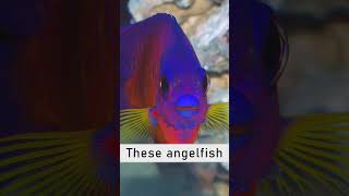 Coral Beauty Angelfish fish reeffish petfish [upl. by Samled]