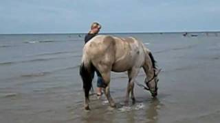 naar het strand met texas [upl. by Aliban]