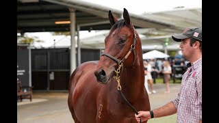 2024 Inglis Easter  Lot 358  Extreme Choice x Tree Of Jesse colt [upl. by Brag]