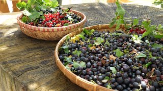 Gartenglück im Juli Beerenliebe aus dem eigenen Garten Stachel Johannis und Aronia Beeren 🫐 [upl. by Adaran552]