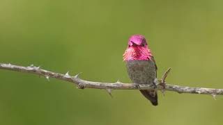 Dazzling Annas Hummingbird Singing [upl. by Montana210]