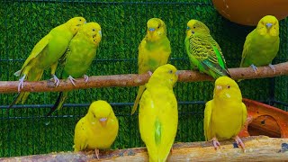 Parrots singing beautiful birds voice beautiful budgies birds sounds [upl. by Areivax]