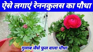 रेननकुलस का पौधा कैसे लगाएं  Ranunculus plant repotting  How to grow Ranunculus  Ranunculus plant [upl. by Sixel]