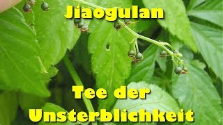 Jiaogulan – Tee der Unsterblichkeit [upl. by Ettenirt]