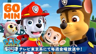 パウ・パトロール  パウ・パトロール 動物の赤ちゃんを救え！ マーシャル＆チェイス  テレビ東京系にて放送中 [upl. by Jackson]