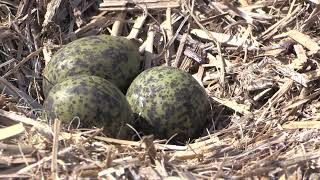 Plovers Nesting Why Plovers swoop Spurwinged Plover nest [upl. by Anabella305]