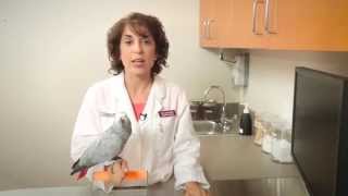 What You Need to Know About Keeping Birds as Pets [upl. by Ferdie]