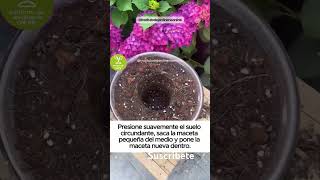 jardines jardineria plantas trucos tips aprenderjardineria [upl. by Godderd301]