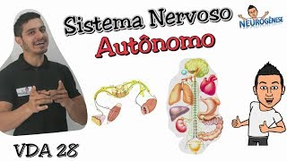 Sistema Nervoso Autônomo  Vídeo Aula 28 [upl. by Skutchan]