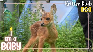 👼Meet A 30 Day Old Roe Deer 👼 l Im A Baby Ep 15 [upl. by Qulllon947]