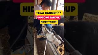 Bongkar proses pemotongan tanduk sapi hiduphidup fakta faktaunik ternak shorts [upl. by Yeca]