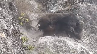 Amazing Encounter Wild Boar Living On Mountain [upl. by Welby]