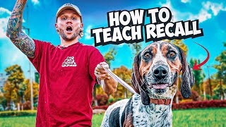 The Best Recall Training For Your Dog [upl. by Cath]