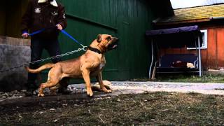 Presa canario aggressivity test [upl. by Ylra284]