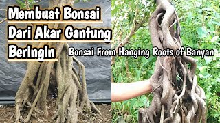 Membuat Bonsai Dari Akar Gantung Beringin  Making Bonsai From Hanging Roots of Banyan [upl. by Nnasor368]