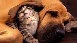 MUSIQUE TRES CALMANTE Pour Chats Et Chiens Agités ♥♥♥ Détente Complète Et Sommeil Paisible 🎧 1 Heure [upl. by Kath]