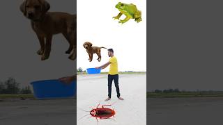 Eating cockroach parleg biscuit amp catching puppy cat rooster vs punching frog  funny vfx [upl. by Aizirk155]