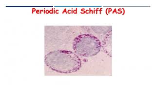 Cytochemistry 🔤  Periodic Acid Schiff PAS Stain [upl. by Broderic117]