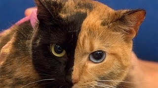 Chimera Cats and Your Mom [upl. by Seaman480]