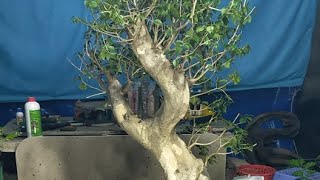 Bonsai Cây Cảnh 411 GL LH0889244699 [upl. by Eigram160]