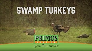 Swamp Turkeys [upl. by Sivad231]