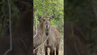 Waterbuck in Etosha National Park Namibia [upl. by Eisyak9]