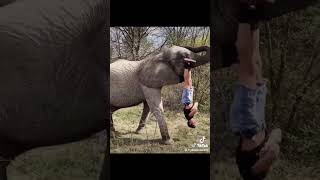 JubElectron  Elephant Talent Show Rap from Tik Tok original instrumental  elephant pt 2  33J7 [upl. by Vickie]