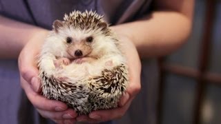 OWNING A PET HEDGEHOG FACTS  UPDATED [upl. by Sahc456]