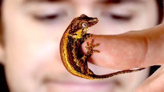 The delicate art of raising baby geckos [upl. by Iana183]