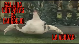 GALLINA CON PATAS DE CANGREJOLA VERDAD [upl. by Seldan]