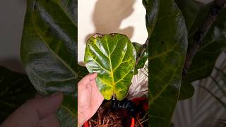 Ficus lyrata🪴ficusplant plantparentplant carebestindoorplants plantrevivalselflearning [upl. by Tedmann]