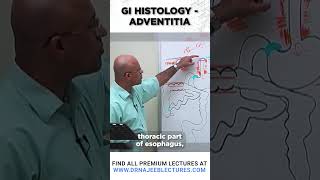 GI Histrology Adventitia drnajeeb drnajeeblectures shortvideo youtubeshorts [upl. by Perrie]