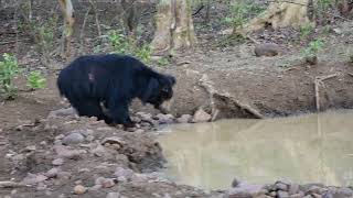 the big bear 🐻 in tadoba national park navegaon buffers zone viral bear [upl. by Anotal118]