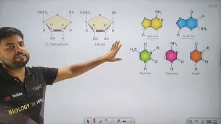 Structure Of DNA  DNA की संरचना  आनुवंशिक पदार्थ DNA  Genetic material DNA  Biology in hindi [upl. by Eittel]