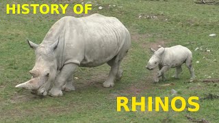 History of Rhinos [upl. by Idac]