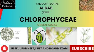 BIO 13 Chlorophyceae Algae [upl. by Kelvin]